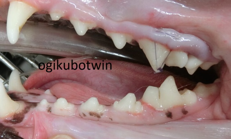 犬の奥歯　再生治療